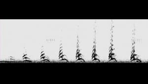 A spectrogram from Raven Pro showing a full sound make by a female tiger. Image Credit: The Prusten Project