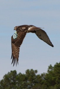 A red-tailed hawk wears a green patagial wing tag. The bird was translocated from an airport in Illinois as part of a study and later observed and photographed by a member of the public near an airport in Alabama. Image Credit: Linda Reynolds 