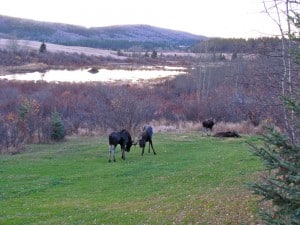 A group of moose in Pierre Bolduc’s backyard, with the beaver pond in the backyard. Image Credit: Pierre Bolduc