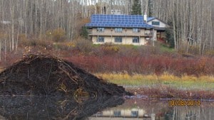 A beaver dam in front of Pierre Bolduc’s home. Image Credit: Pierre Bolduc