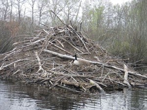 A beaver dam on a pond along the Chipuxet River in Washington County, R.I. Image Credit: Julia G. Lazar