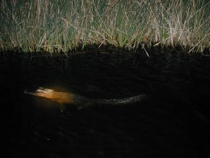 An American alligator at night. Image Credit: Laura Brandt, USFWS