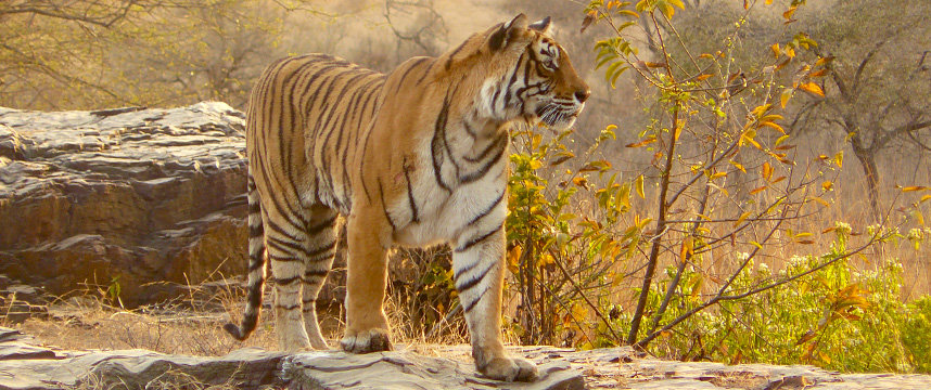 Wild Cam: What's Killing India's Tigers? - The Wildlife Society