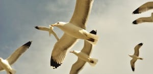 gulls-flying-flight.jpg