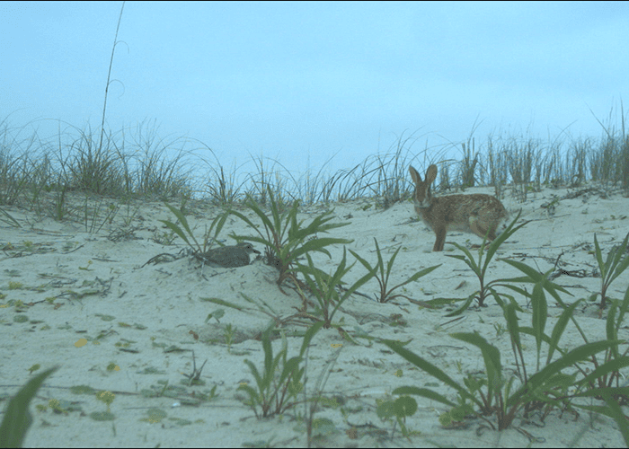 Wilson’s Plover and Cottontail. Image Credit: Audrey DeRose-Wilson 