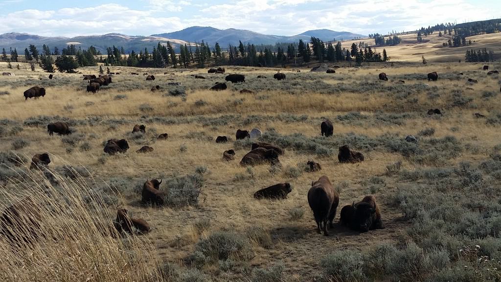 American bison in Yellowstone National Park Image Credit: David Forgacs