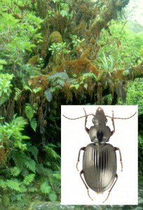 A moss covered ohia tree in Maui rainforest with a Mecyclothorax rex beetle inset. Image Credit: James K. Liebherr 