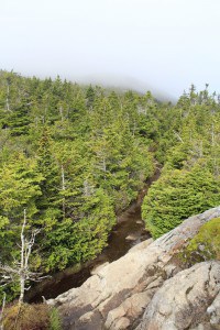 One of the spruce-fir forests where Bicknell’s thrush live. Image Credit: Ben Freeman 