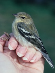 A fall young blackpoll warbler in Maine. Image Credit: Sara Morris 