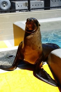 A sea lion at a rehabilitation center. Image courtesy of The Marine Mammal Center, Sausalito