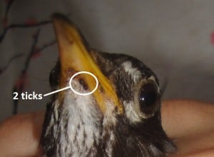 Two ticks on an American robin’s bill. Image Credit: Erin L. Heller