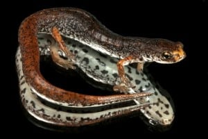 A porcelain-white belly with bold, black spots is a unique feature of the Four-toed Salamander (Hemidactylium scutatum). Image Credit:  Todd Pierson