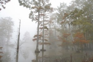 Morning Fog Through the Cypress RBI