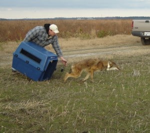 Red wolf being released. Image Credit: Art Beyer/USFWS