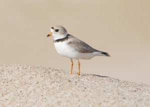 Adult piping plover. Image Credit: Susan Haig, USGS