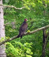 A turkey vulture. Image credit: Julie Mallon