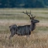 Elk-Credit Diana Robinson (2)