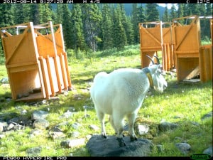 A male mountain goat travelled 12.4 miles to access a mineral lick and was caught by a motion camera surrounded by box traps near a mineral lick. ©Julien H. Richard