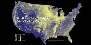 This map shows the areas of the highest bee abundance, marked in blue. ©PNAS