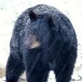 medium_Black_bear_Kentucky_Fish_and_Wildlife_Resources_20101210122645_320_240