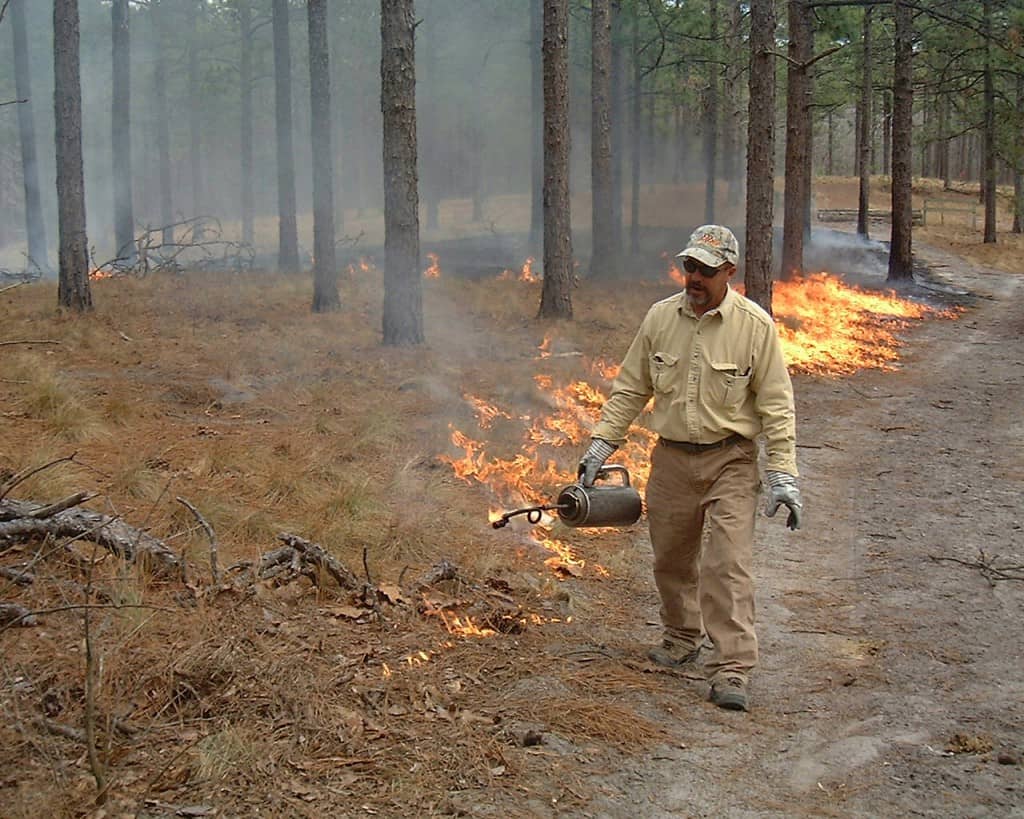 Setting prescribed fire in the longleaf forest helps to maintain biodiversity. Image Credit: Susan L. Miller/USFWS