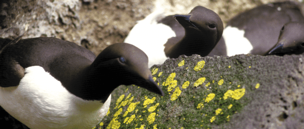 El Nino Likely Culprit For Thousands Of Dead Alaska Seabirds - The 