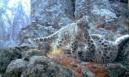 ©Rodney Jackson (Snow Leopard Conservancy) and Bariushaa Munkhtsog (IRBIS/Mongolian Academy of Sciences)