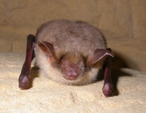 A greater mouse-eared bat. ©Gilles San Martin