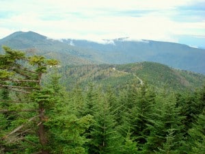High-elevation, spruce-fir forest at Mount Mitchell State Park, North Carolina. ©Lori Williams 