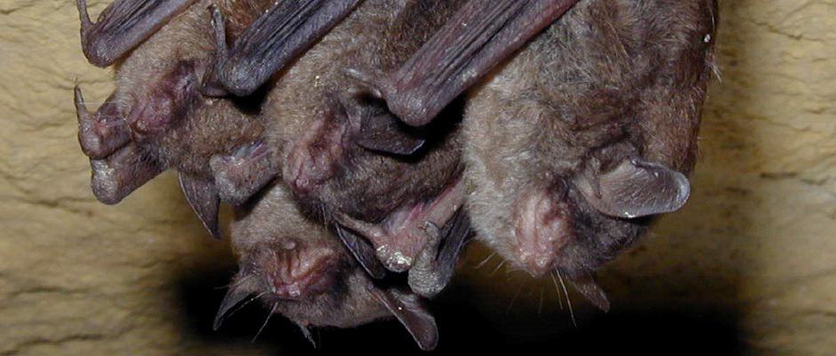 Indiana bat (Myotis sodalis) Craig Stihler, WV Div. of Natural Resources