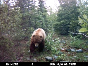 A camera trap capture of a Kenai brown bear leaving one of 145 barbed-wire hair-sampling stations. ©USFWS