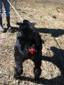 Damage to a calf due to ravens. ©USDA Wildlife Services