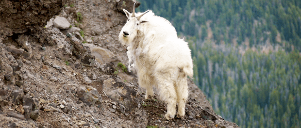 Nonnative Mountain Goats Expanding In Yellowstone - The Wildlife Society