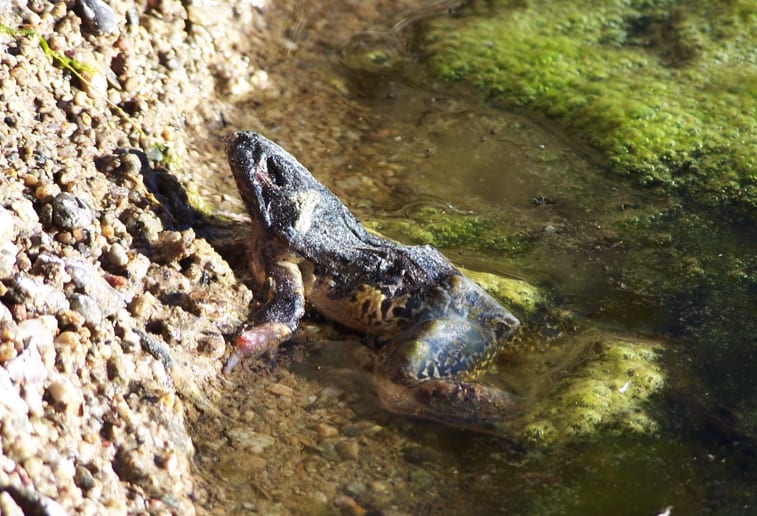 Lowland leopard frogs fight off deadly pathogen - The Wildlife Society