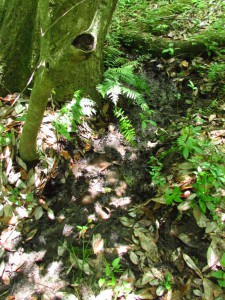 The “muck hole” where the only one-eyed amphiumas in Georgia were found during surveys. Image courtesy of Sean Graham.