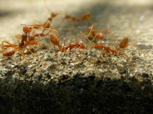Fire ants. ©Marufish