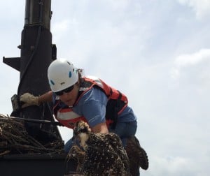 USGS researcher Rebecca Lazarus prepares to take a blood sample from an osprey fledgling in a nest on the Chesapeake and Delaware Canal, Delaware Bay in 2015. ©USGS