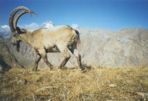 Ibex in Kyrgyzstan. ©Kyle McCarthy