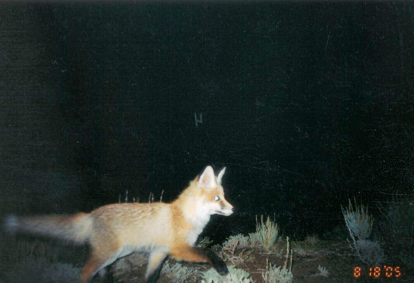 Snow leopards may eat more big animals than previously thought - The