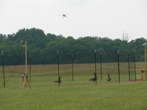NWRC researchers are studying the visual systems of Canada geese to learn how they perceive approaching objects, such as airplanes. Photo by USDA Wildlife Services