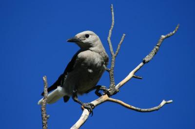 A Clark's nutcracker in the Piceance Basin in Northwest Colorado. ©Aaron Campbell