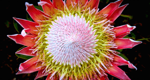 Researchers found that satellite observations of cloud cover can help predict the geographic range of the king protea plant in the Cape Floristic Region of South Africa. ©Adam Wilson 