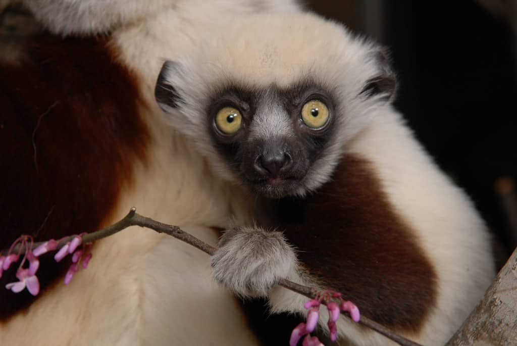 A young Coquerel’s sifaka, born at the Duke Lemur Center, clings to its mother. ©David Haring, Duke Lemur Center 