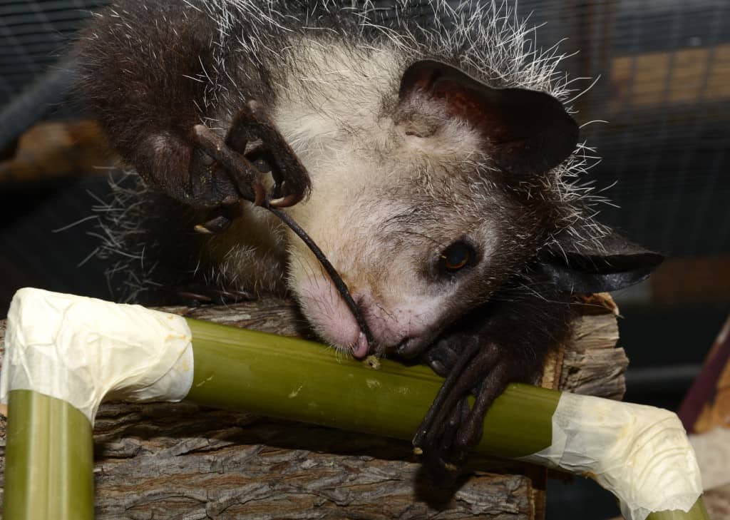 An aye-aye uses its specialized middle finger to forage for mealworms. ©David Haring, Duke Lemur Center 