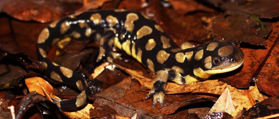 tiger salamander credit Peter Paplanus