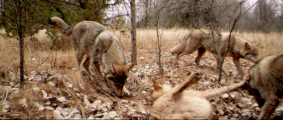 Wild Cam: Wildlife abundant in Chernobyl Exclusion Zone - The Wildlife  Society