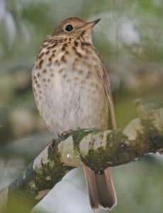The Hermit Thrush is a high elevation breeder in the N.C. mountains. ©Michael McCloy