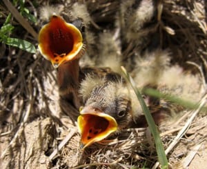 Horned lark chicks in their nest. Image courtesy of Anika Mahoney.