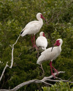 The hemispheres largest breeding colonies of White Ibis can be found on islands along N.C.'s southern coast. ©Lindsay Addison