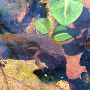 An adult newt. Newts are susceptible to the Bsal fungus if it enters the U.S. ©USGS 